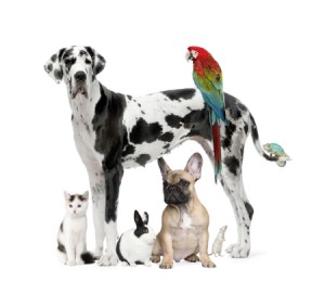 Pet sector